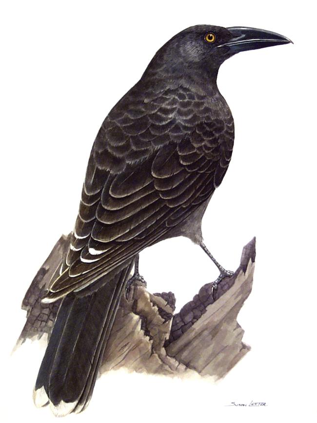 A painting of a black currawong by late Tasmanian artist Susan Lester. Picture: Supplied