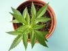 Man, 71, thought it legal to grow cannabis for ‘own personal use’