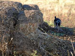 Max the dog beside the corn stubble the roos have taken a liking to at Greymare. Picture: Gerard Walsh