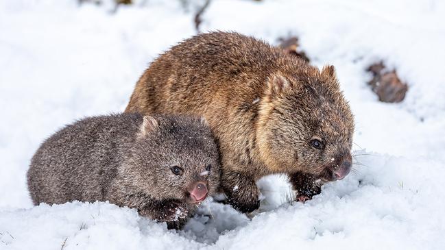 A pair of wombats enjoy the snow at Cradle Mountain. Photo: Cradle Mountain Hotel