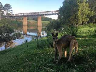 END OF AN ERA: Tabulam grazier John Cousins has started an indigenous and non-indigenous petition to protest the impending demolition of the historic Tabulam Bridge. Picture: John Cousins