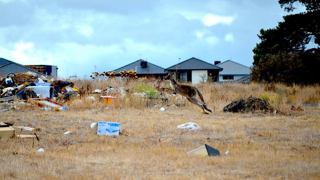 Craigieburn resident John Cornelissens took this shot of a kangaroo being forced to dodge dumped rubbish in Marathon Blvd. 