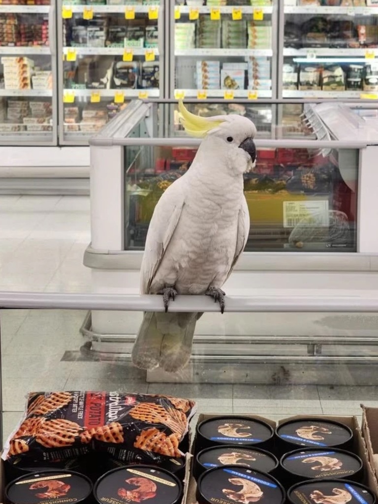 Certainly not what you would expect to see while shopping in the ice-cream aisle with your parents. Picture: 2GB