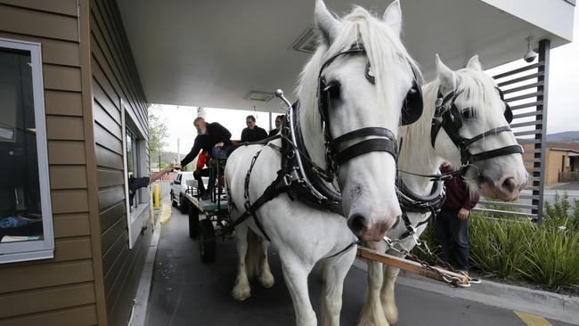 Lex Clark orders ice cream for his Shire horse at the McDonalds drive through in New Norfolk