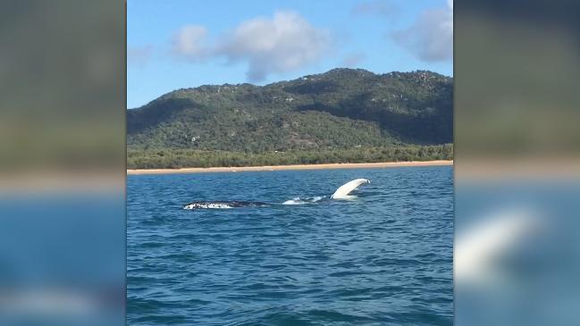 Whale entertains jetski riders off Magnetic Island