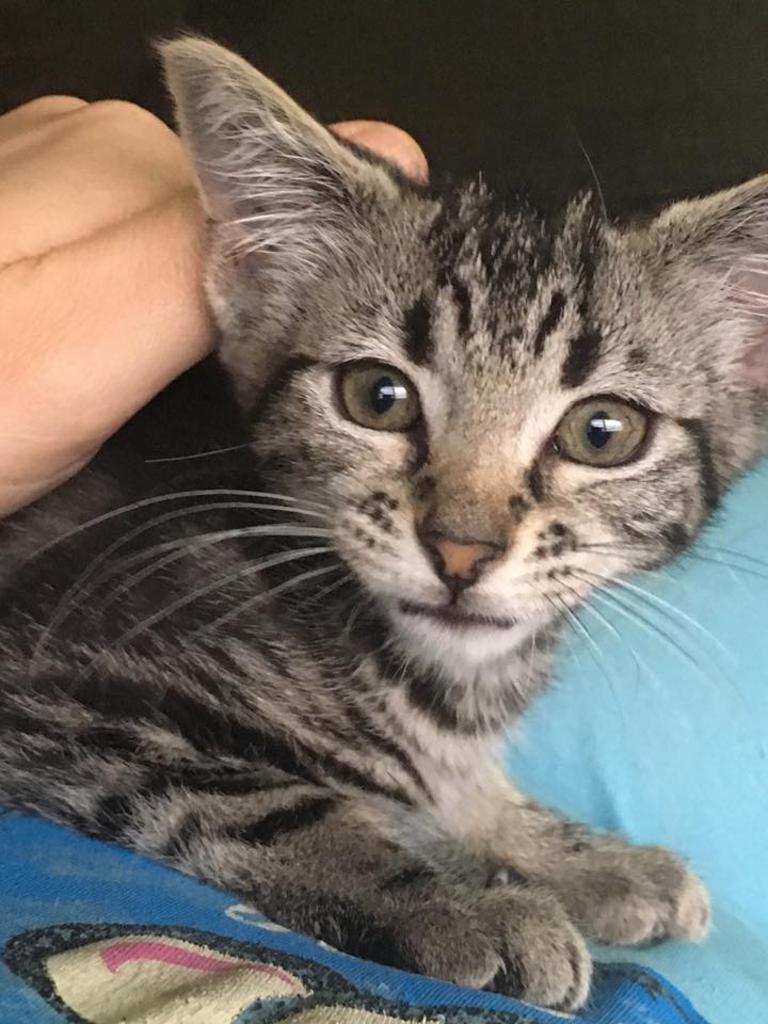 This is Miko, she’s a lovely, smart little thing. Love her to pieces. Picture: Claire Louise Clark. Cutest cats in Pine Rivers.