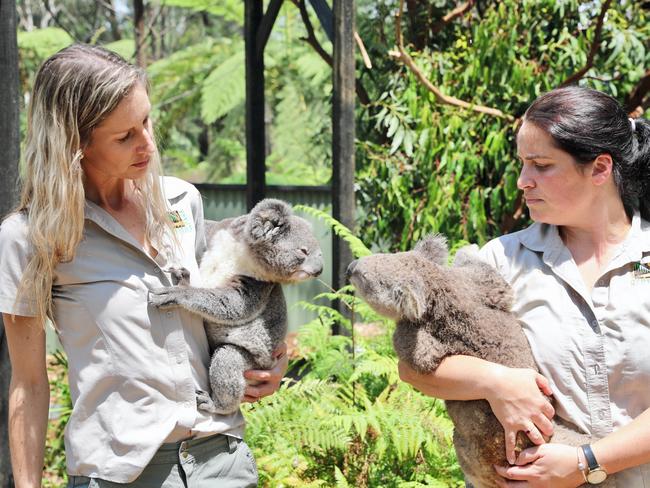 The koalas will be the first evacuated. Picture: Australian Reptile Park