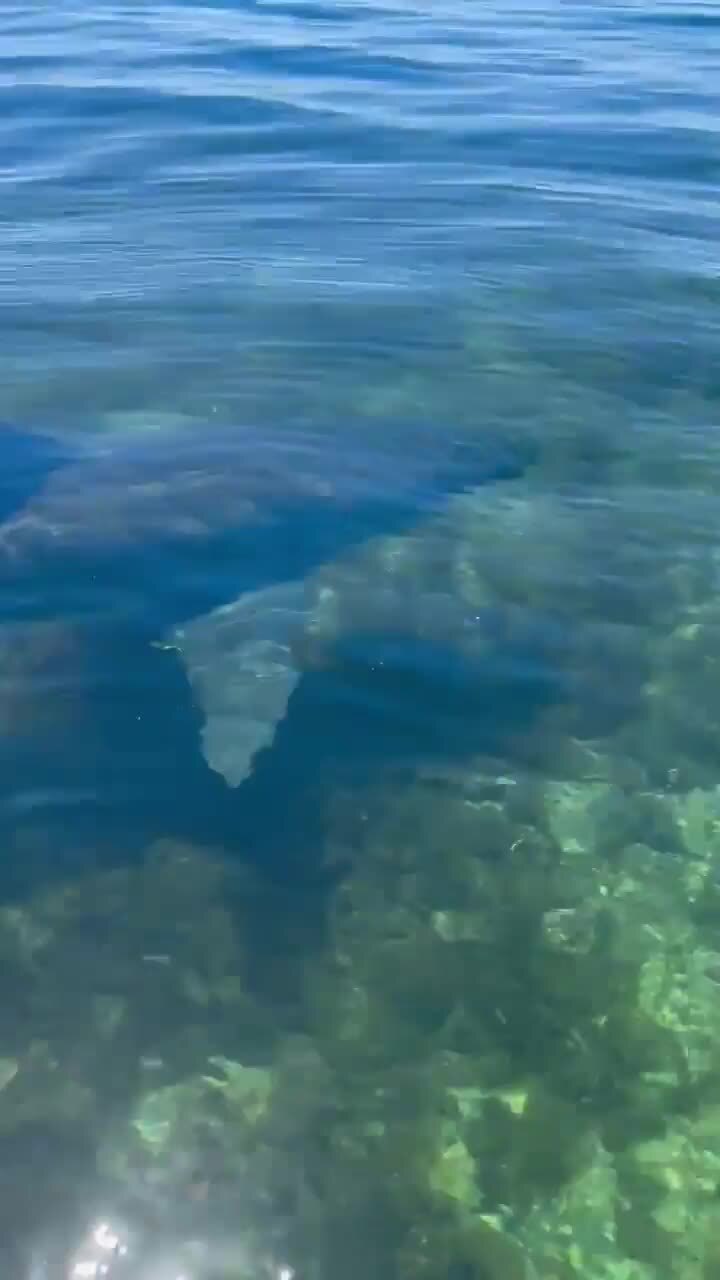 SA man captured footage of a 4m shark