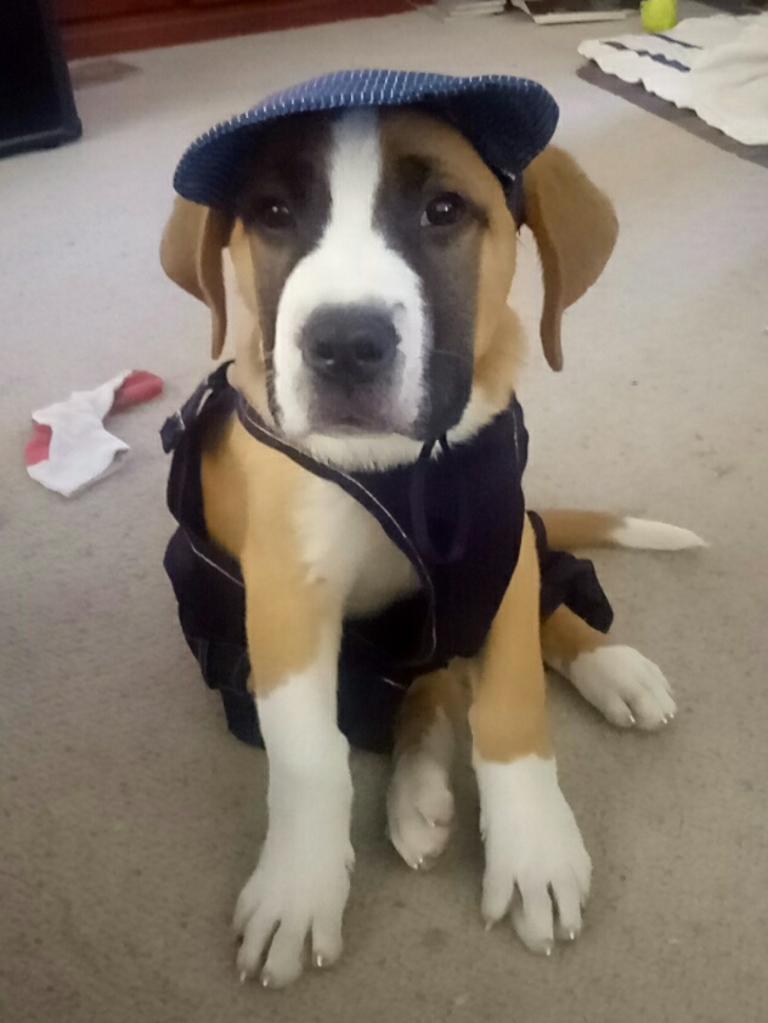 Jimmy looking dapper in his suit &amp; hat Picture: Katherine Ferguson