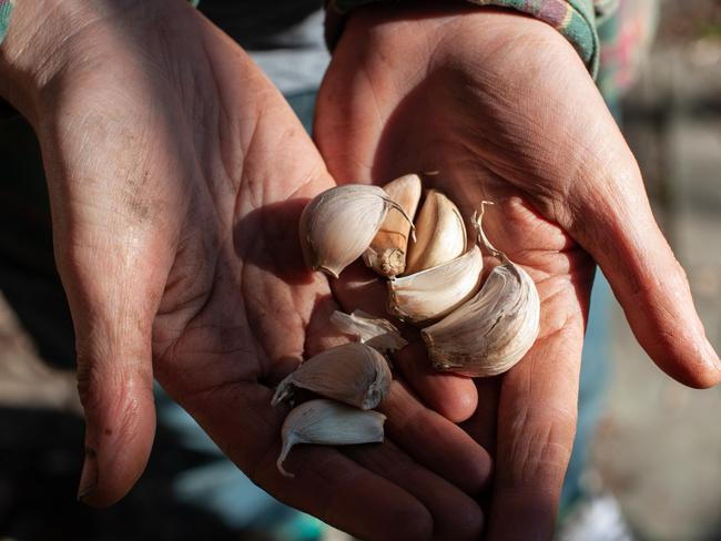 Justine Ward, Brett Dawson and their son Noah Dawson of Waterholes Garlic at Clifton Creek. They are pictured in their paddock with Australian Red Garlic (Hard neck variety). Pictures: Laura Ferguson,