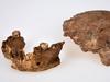 Scientists have discovered a new kind of early human after studying pieces of fossilised bone dug up at a site used by a cement plant in central Israel.