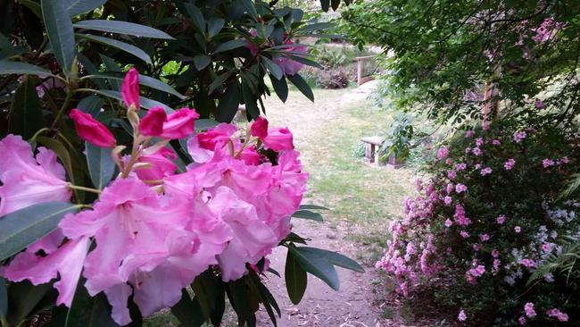 The usually colourful Rhodo Gardens as seen in Spring. Teegan will walk over the intact wooden bridge towards her groom. Picture: Campbell Rhododendron Gardens website