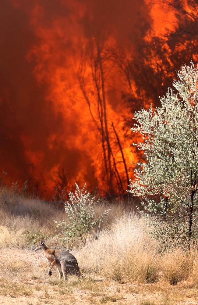 A lone kangaroo escapes the Tara fires. Picture: Liam Kidston