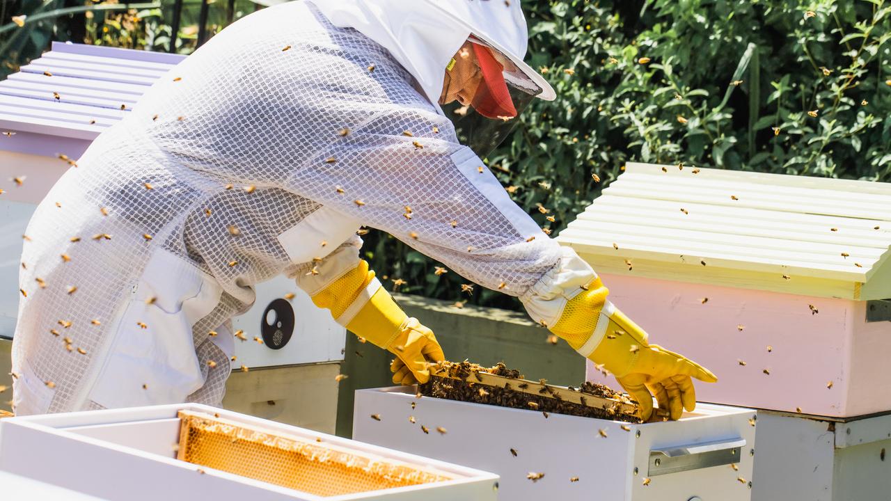 Keep calm, apparently bees can tell when you get scared!