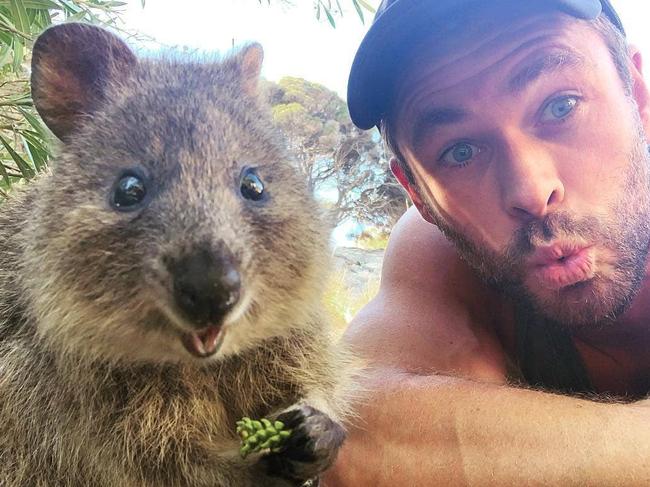 If a quokka selfie on Rottnest Island is on your 2020 bucket list, you’ll have to wait until WA opens its borders. Picture: Chris Hemsworth/Instagram