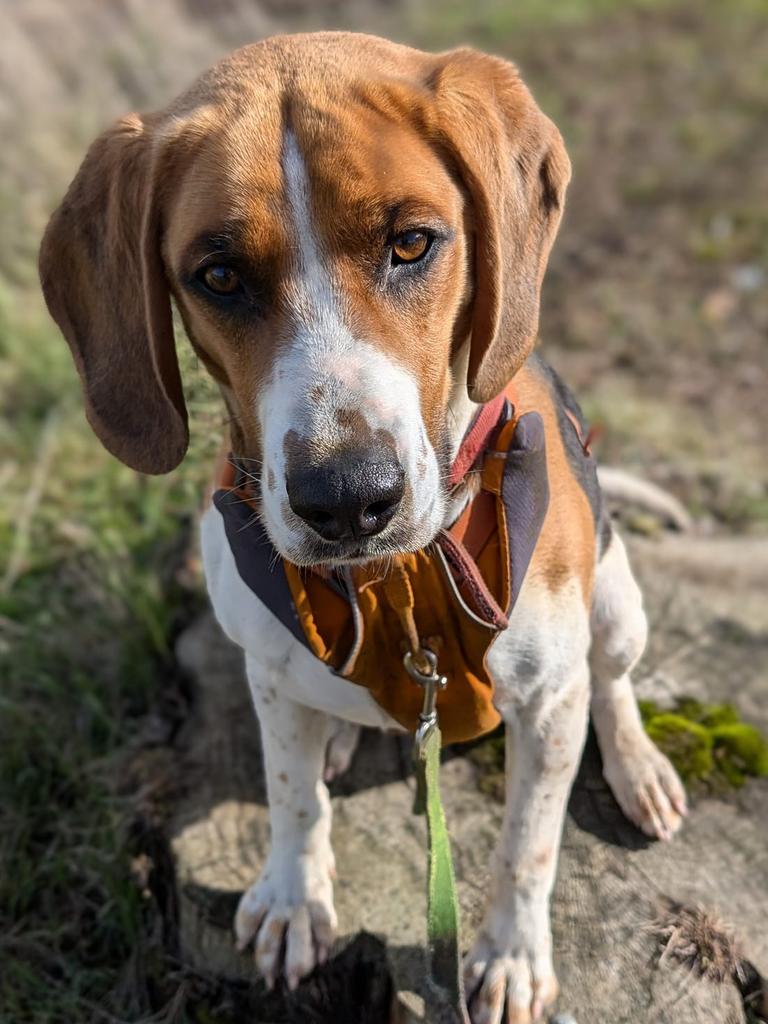 AJ the hound cross available for adoption at the Dogs' Home of Tasmania. Picture: Dogs' Home of Tasmania