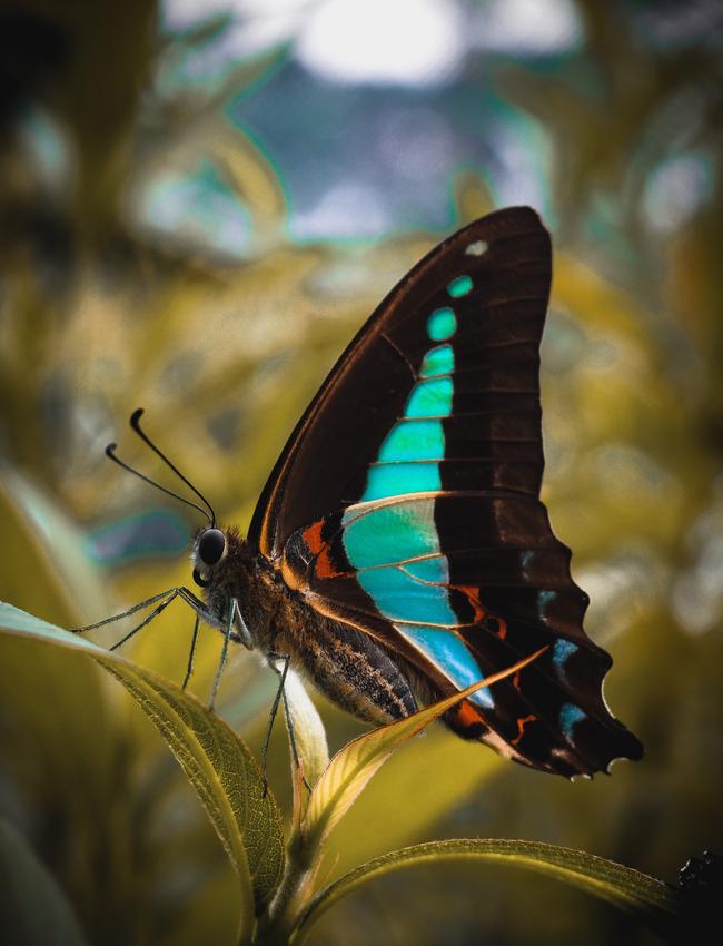 Nature at its finest. Picture: Melissa Roberson/News.com.au Photo of the Week