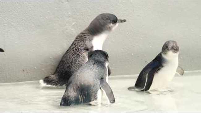 Little Penguins Released Into Sydney Harbour