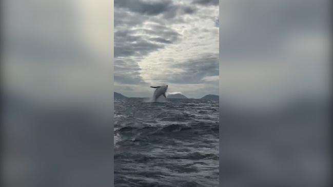 Migaloo the whale caught off Fitzroy Island