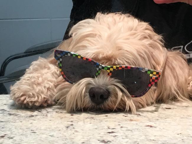 OLLIE: Ollie dons his coolest shades to keep owner Tanya company at the hairdresser.