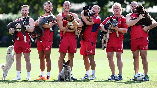 From left are Ben Lucas with Jocko and Milla, Quade Cooper and Chuck, Mike Harris and Che