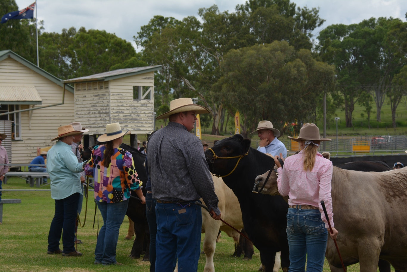 Cattle leaders in the ring at the 71st annual Cooyar Show. Picture: Kate McCormack