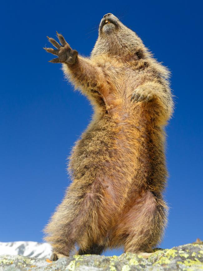 Photographer Martina Gebert’s entry, titled Dancing … Yeah! It was recognised in the Highly Commended Winners. Picture: Martina Gebert