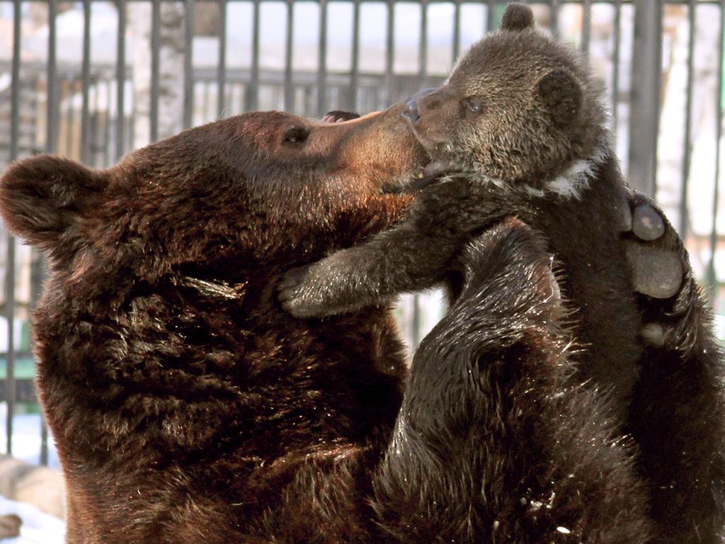 MUST NOT PUBLISH BEFORE February 11th 2017. VALENTINES FEATURE FOR SUNDAY PAPERS- PIC FROM ELENA ASEIDULINA /CATERS NEWS -(Pictured: Cute bears at Priamursky zoo, Russia.) -A cosy pug and chick, adorable meerkats, and an orphaned polar bear cuddling a teddy are just some of the seriously cute animals featured in this gallery. In one snap, a lion is spotted leaning down to embrace its cub,,and in another a brown bear picks up its offspring to give it a little cuddle. Meanwhile, an owl and a fox get close to each other, whilst a lion and his lioness snuggle together whilst having a nap. One particularly cute snap captures a small monkey resting on the back of a lion cub, as the two new friends become acquainted. SEE CATERS COPY.