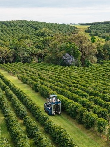 Zentveld Farm in the Byron Bay hinterland.