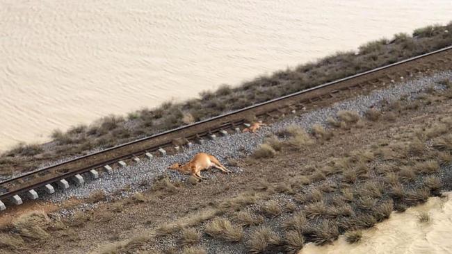 Distressing images of dead cattle at Eddington Station 20km West of Julia Creek, Qld in North West Qld following the floods. Picture: Rae Stretton