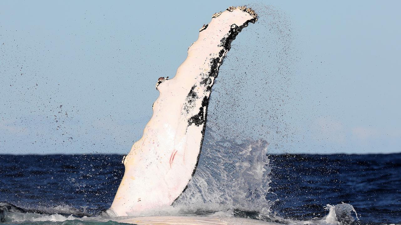 Whales are most commonly spotted off the coast of Sydney in June and September. Picture: Toby Zerna