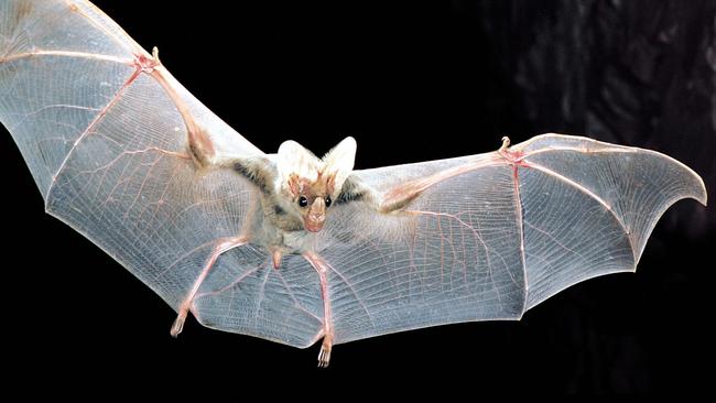 Cape York ghost bat listed as vulnerable | The Cairns Post