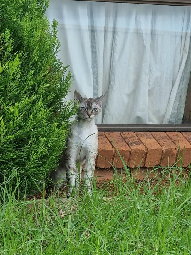 HERALD SUN SUMMER SNAPS 2023/24. This is the smug look my cat (captain) gives me when he escapes his cat-run. Picture: Kristopher Roepcke, Mildura. Contact: krisroepcke@hotmail.com; +61434620451