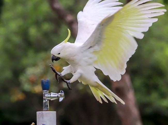 Cockatoos in western Sydney have been observed utilising water fountains. Picture: Supplied