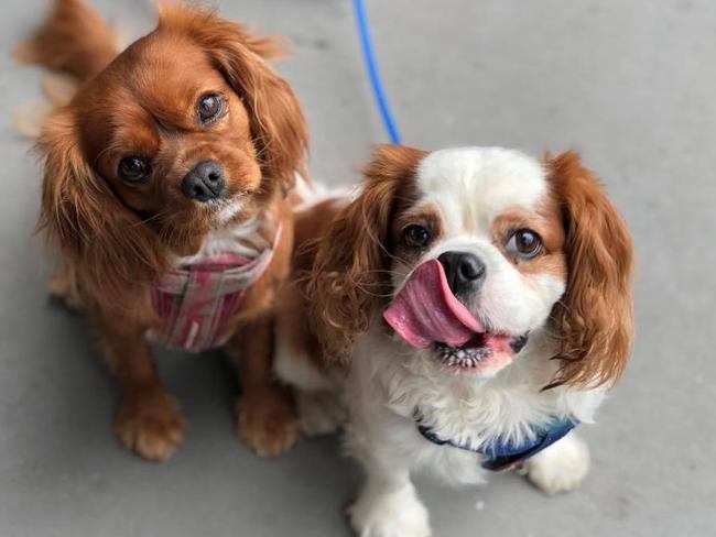 HUGO AND WILLOW: Don’t be fooled, these pooches may be gorgeous but Willow (left) and Hugo love to go on adventures together.