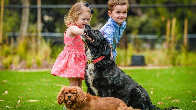 New dog park opens as part of $5 million revitalisation of Adelaide’s ...