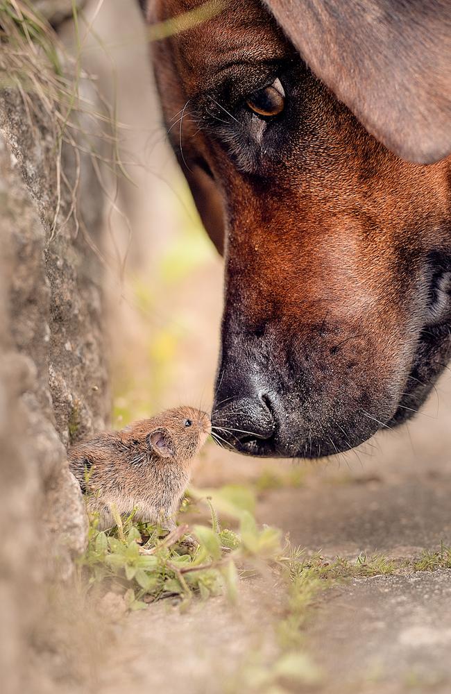 Let’s be friends! The Rhodesian Ridgeback Amy and her unlikely new little pal. Picture: Udo Krauss/Comedy Pets