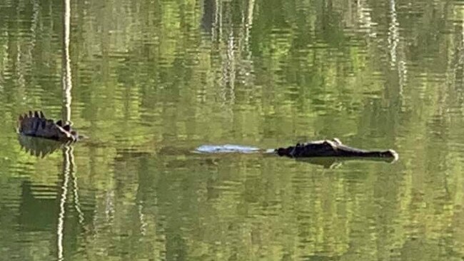 Freshwater crocodile photographed at Lake Tinaroo. Pic: Darren Allen