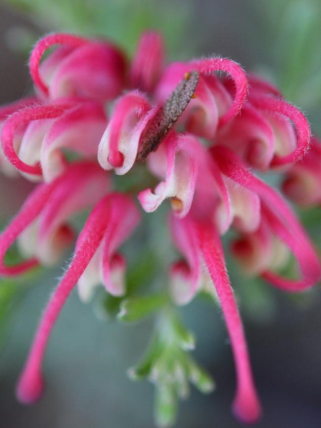 Grevillea 'Winter Delight'