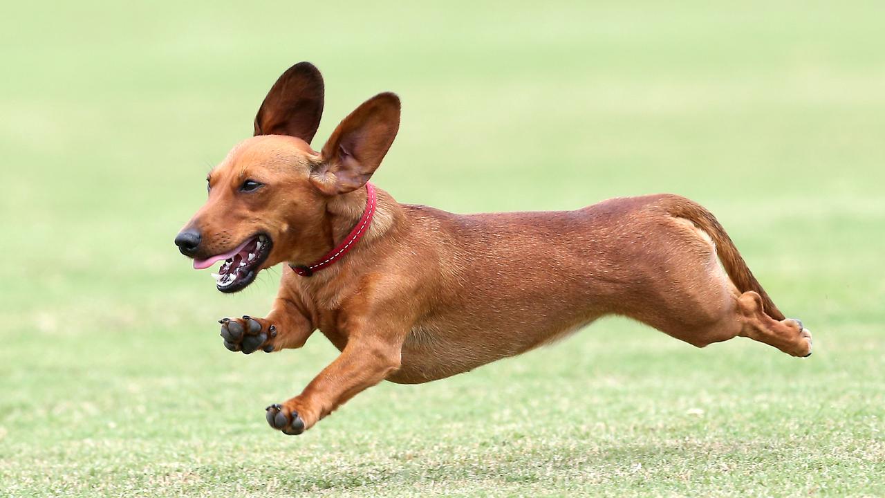 Inverleigh: town to host eighth Dachshund Derby on March 3 | Geelong ...