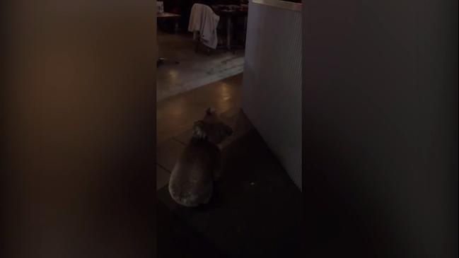 Koala strolls into Adelaide restaurant