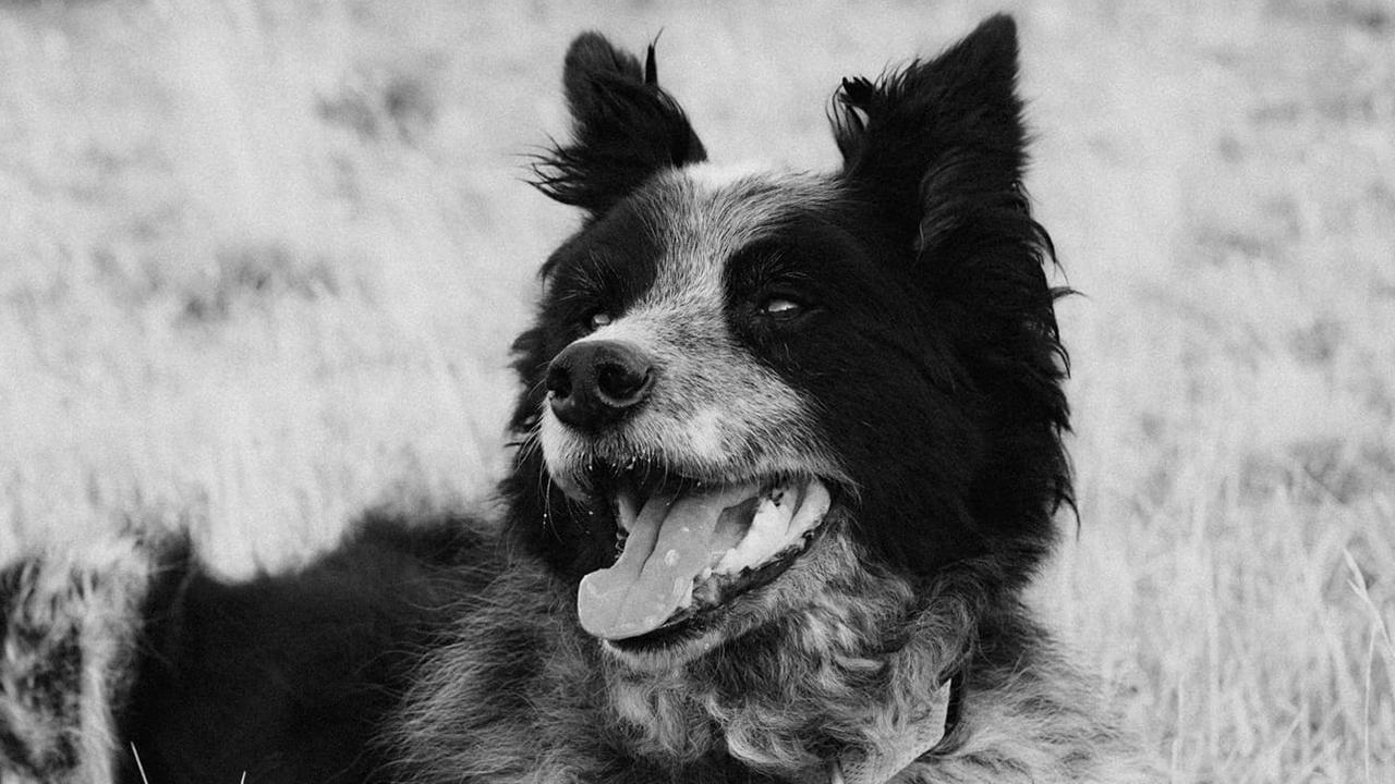 Tasmania’s Cutest Dogs: Mercury competition | PHOTOS | Herald Sun