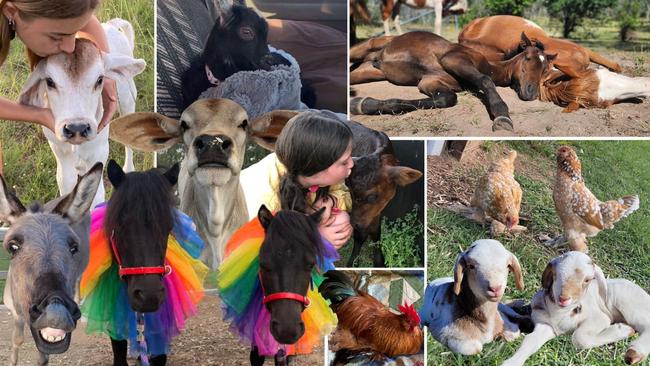 Rivalling cats and dogs in their cuteness overload, more than 20 barnyard animals are captivating hearts across the Burnett region. Vote for the farmyard friend who has stolen your heart. 