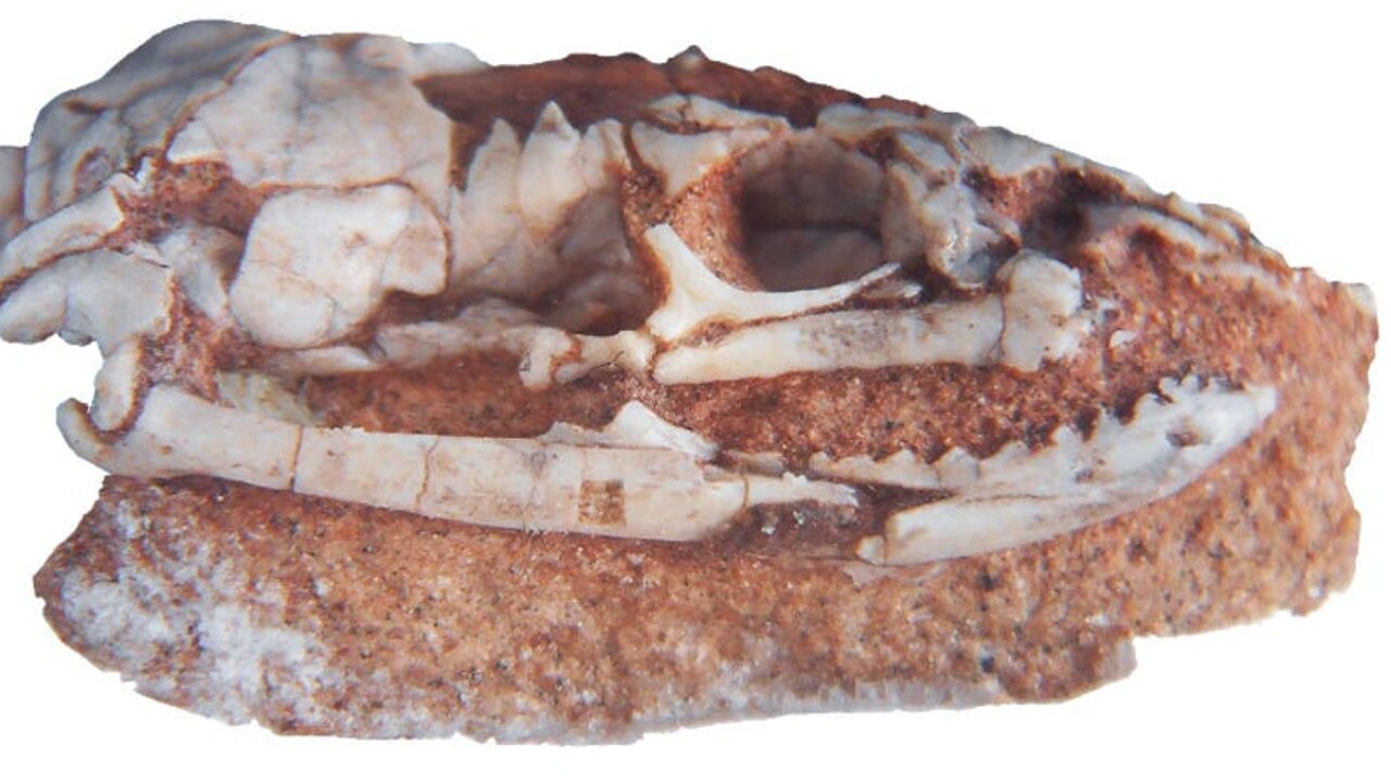 The skull of the fossil snake Najash. Picture: Fernando Garberoglio