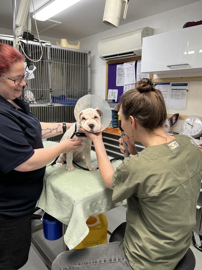 Medical surrender Suzie with staff members Melissa and Dr Ros at the Dogs Homes' of Tasmania. DOG