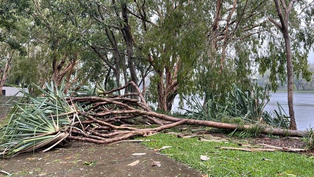 Fallen trees and debris lined the pathway along Riverway.