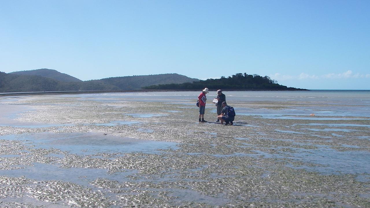 Whitsunday Seagrass Watch volunteers conducting monitoring off Cannonvale Beach.