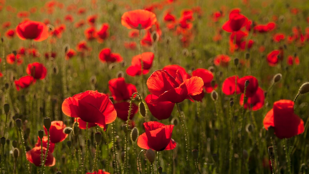 How the Poppy is changing in 2023 - Innovation of the Poppy 