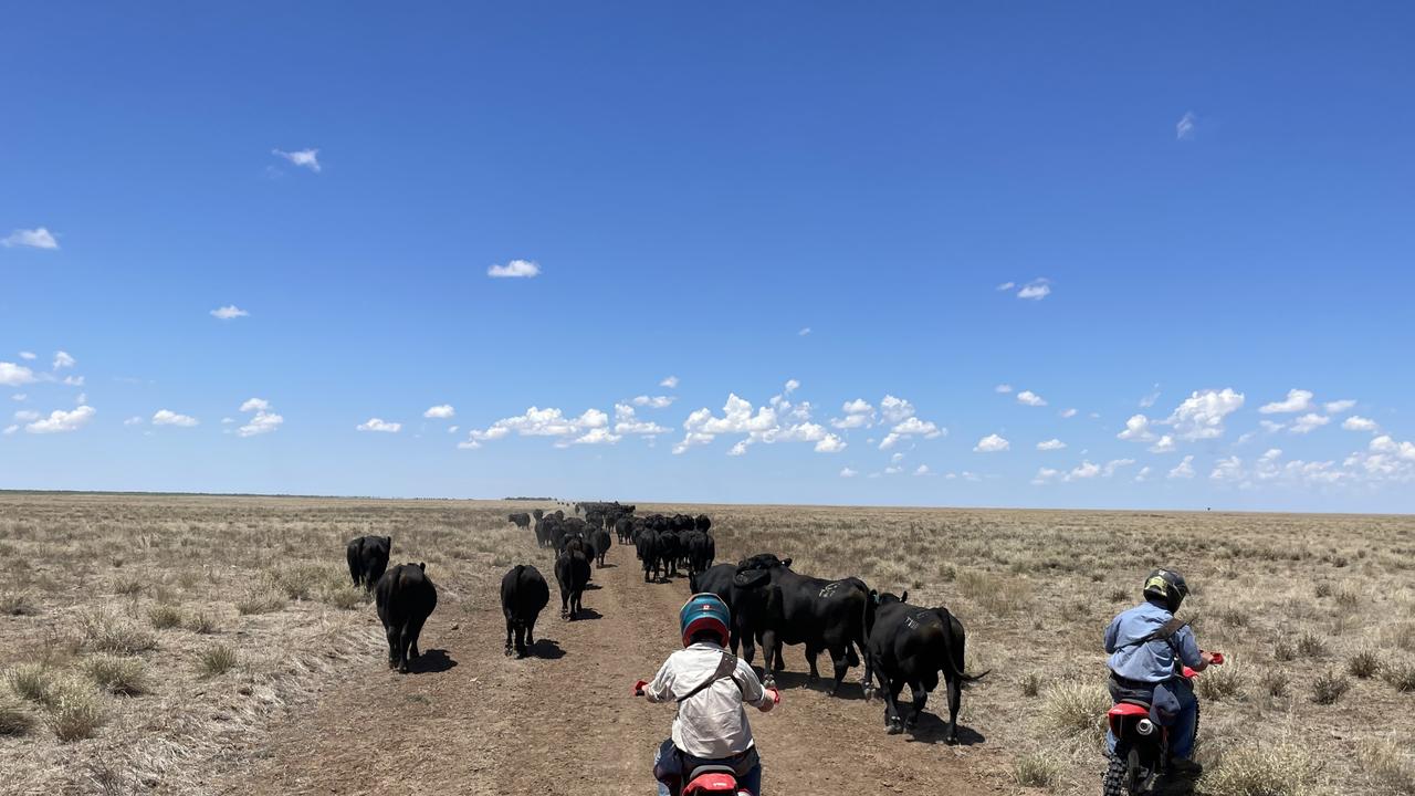 Turning out bulls to paddock at Barkly Downs. Photo: Australian Country Choice