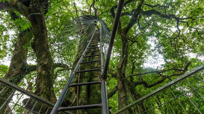 Looking up the huge ladder up the tree at Lamington tree top walk.